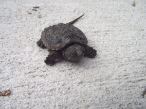 Baby Snapper